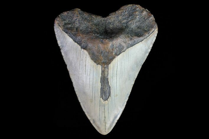 Bargain, Megalodon Tooth - North Carolina #76236